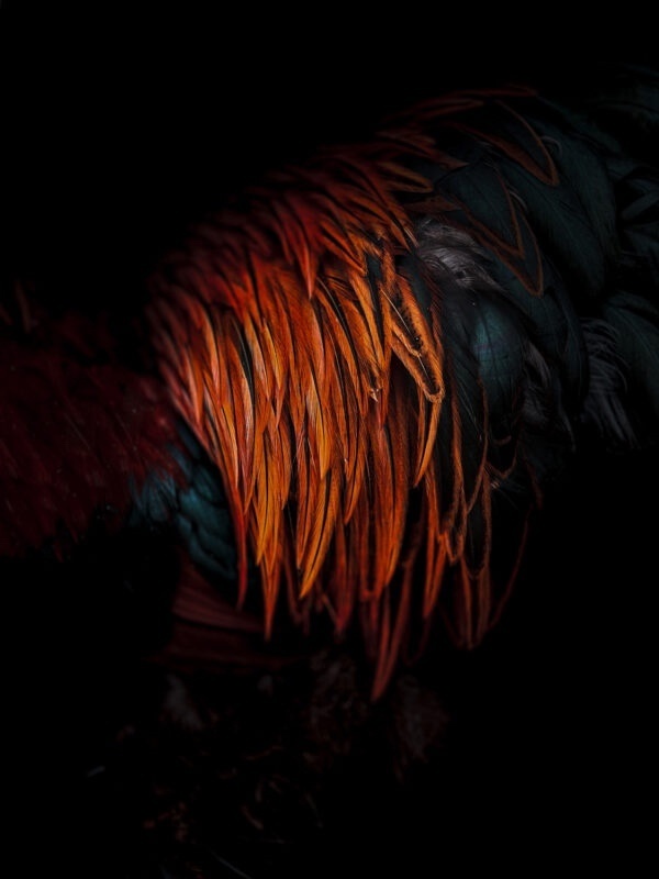 Снимок победителя iPhone Photography Awards, 6 из 9